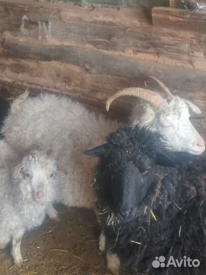 Вьетнамские поросята и козы