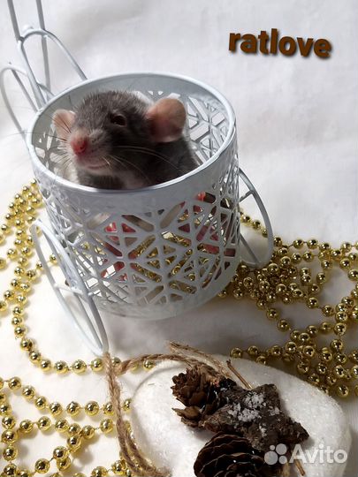 Крысята дамбо от ratlove