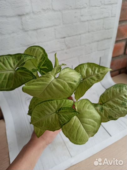 Сингониум, разные сорта