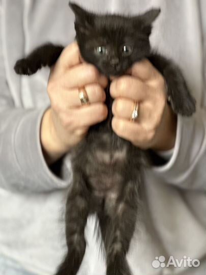 Котенок