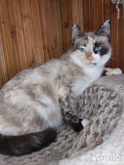 Кошка 2года