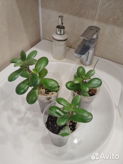 Крассула толстянка