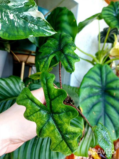 Алоказия жаклин,калатея, аглаонема