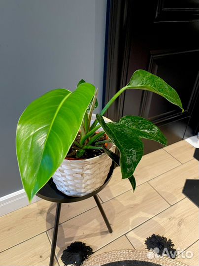 Филодендрон red core congo