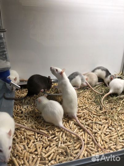 Крысята