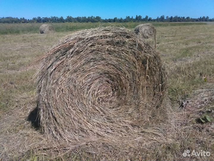 Сено 2024года заготовки возможна доставка