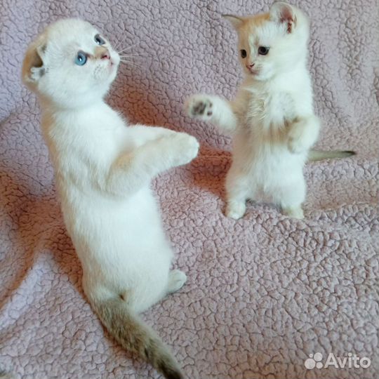 Шотландские котята