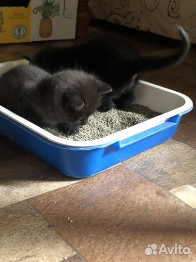 Британские котята
