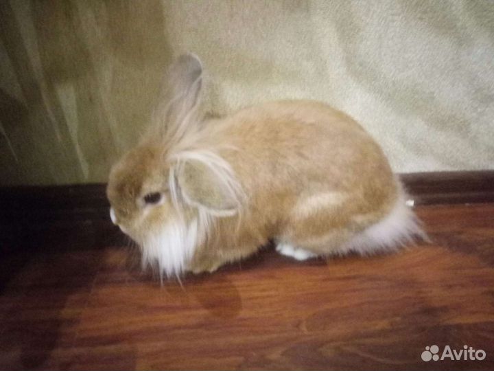 Передержка,выгул собак и грызунов