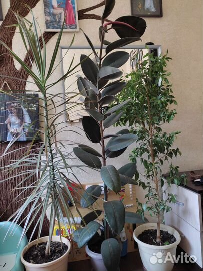 Домашние цветы