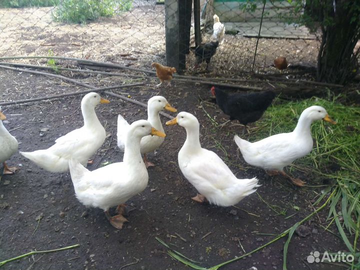 Домашние птицы