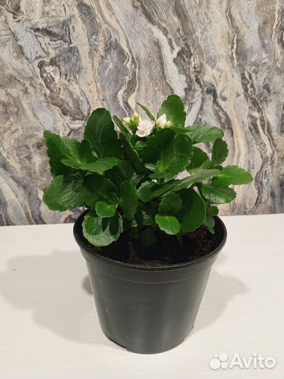 Каланхоэ цветущий