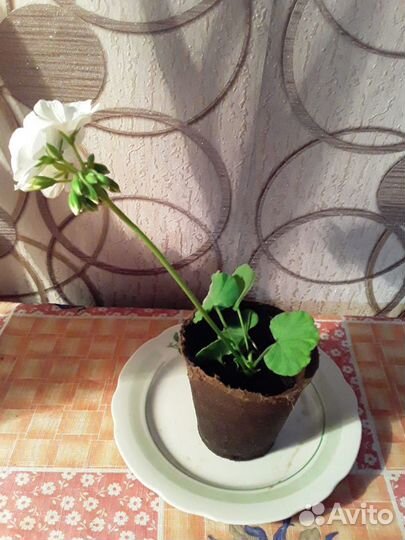 Пеларгония герань