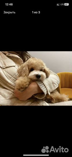 Мальтипу взрослые подростки и щенки