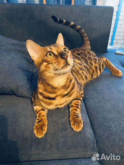 Бенгальский кот вязка