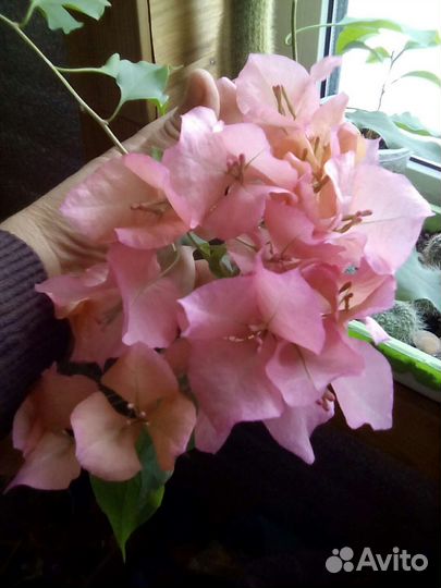 Бугенвиллия