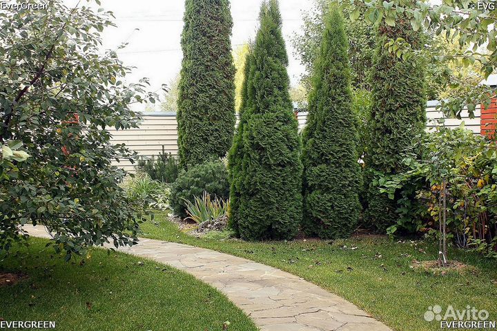 Туи премиум