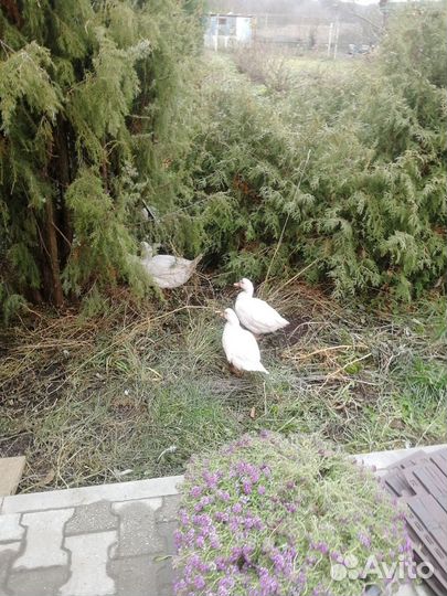 Утки муларды