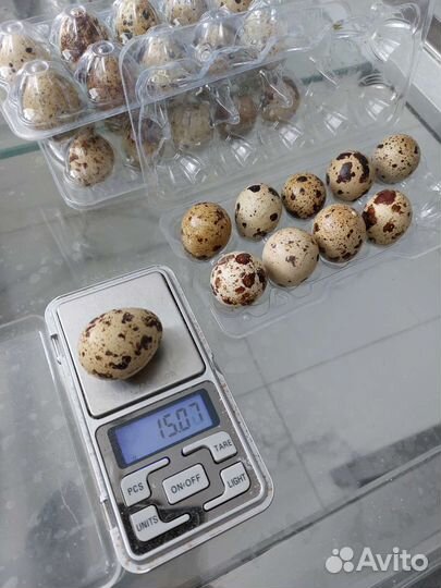 Яйца перепелиные и инкубационное