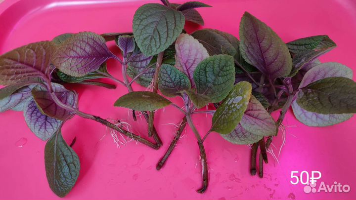 Плектрантус,комнатная мята