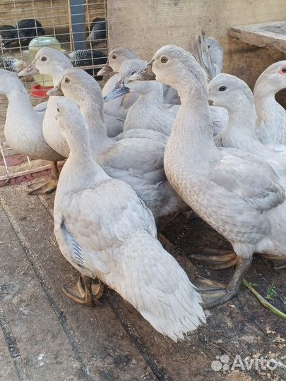 Мускусные утки лаванда