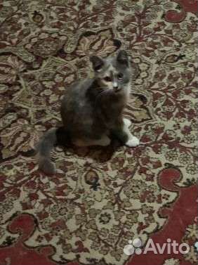 Котенок кошечка в добрые руки