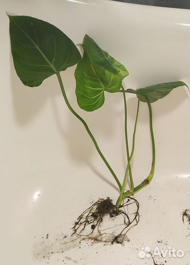 Филодендрон глориозум