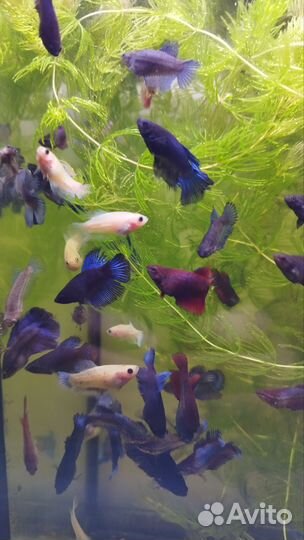 Рыбка петушок