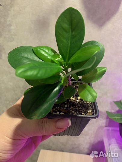 Фикус микрокарпа