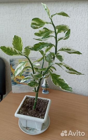 Большое комнатное растение