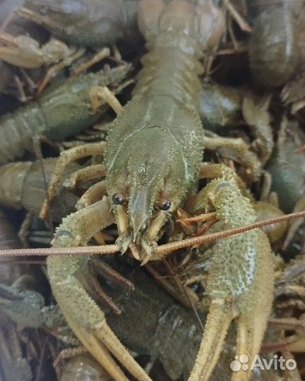 Донской Рак