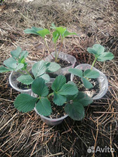 Рассада клубники