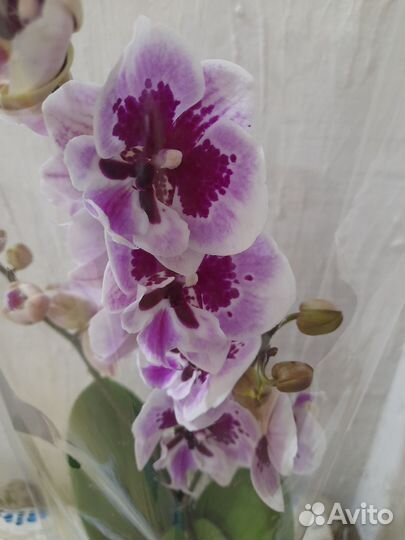 Орхидея биг лип Алладин