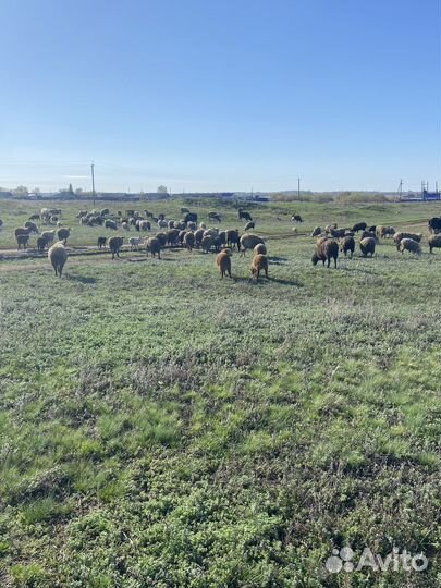 Баран овцы ягнята