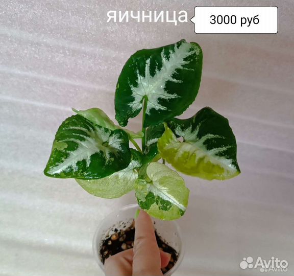 Красивые домашние растения