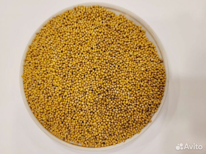 Сидерат горчица белая