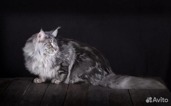 Кот ждет кошечек