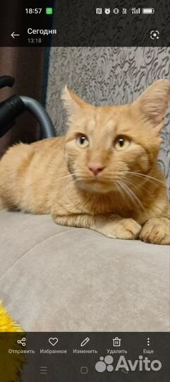 Отдам в добрые руки