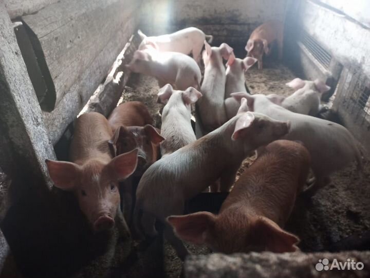 Поросенок ландрас и дюрок