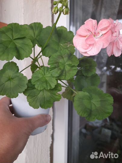 Пеларгония 'Tara Caws'