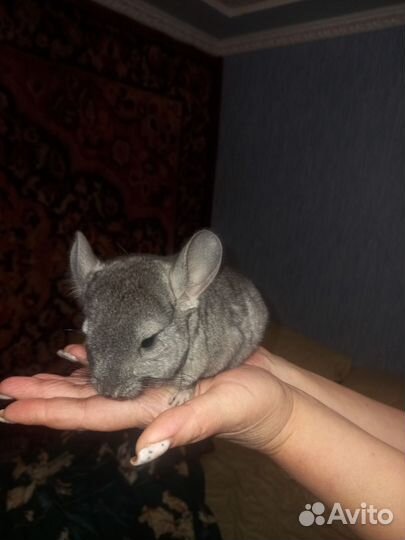 Шиншилла
