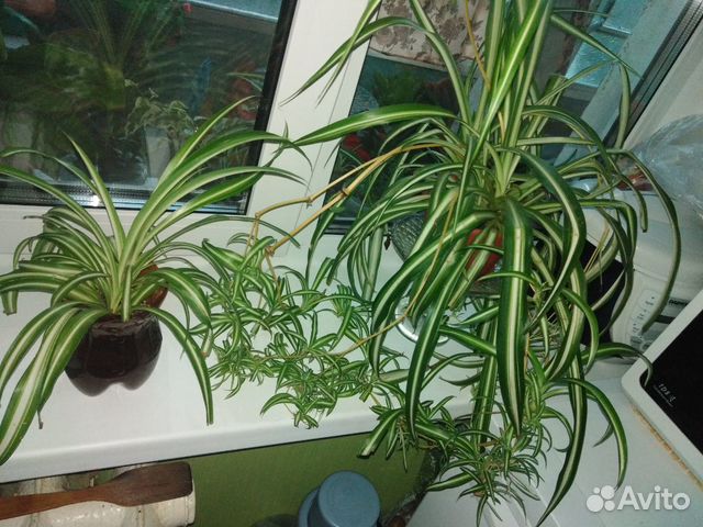 Хлорофитум