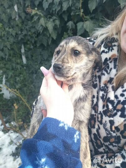 Отдам в добрые руки щенят,2 девочки и 3 мальчика