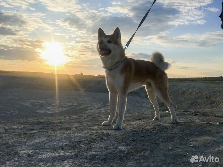 Вязка собак акита ину
