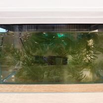 Аквариум бу с рыбками