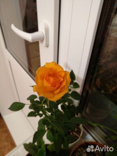 Комнатные розы