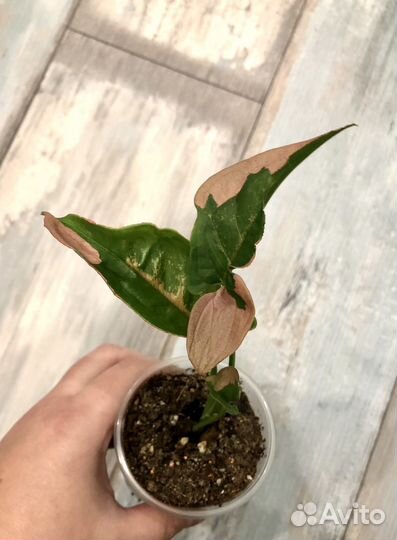 Сингониумы