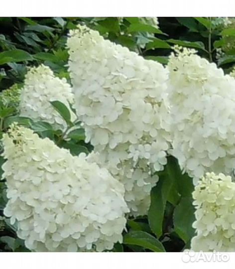 Гортензия Полар Бир