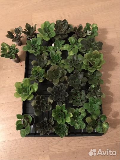 Фиалки детки, стартеры наборами