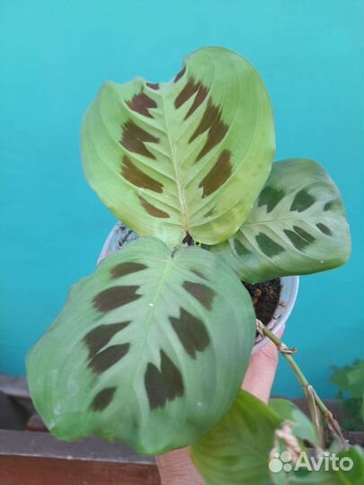 Маранта триколор и керховена